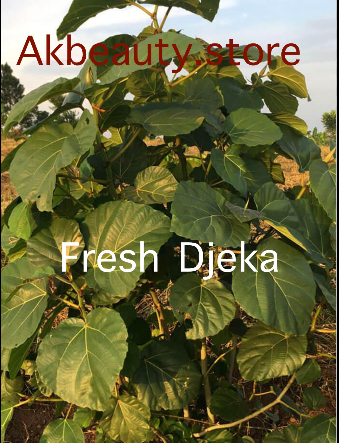Djeka leaves