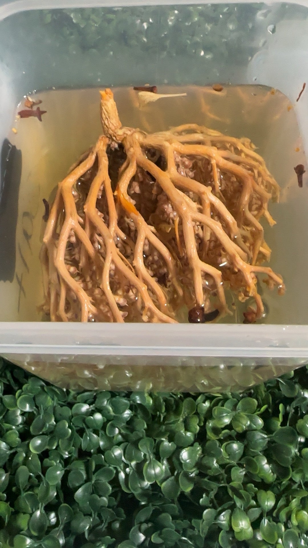 Kalf Maryam/Rose Jericho
