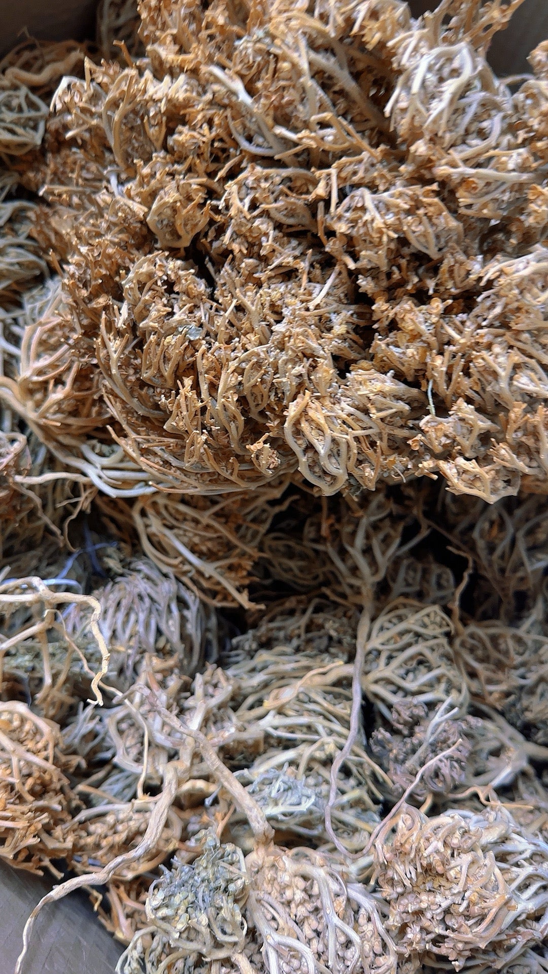 Kalf Maryam/Rose Jericho